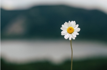 weiße Blume vor verschwommener grauer Landschaft