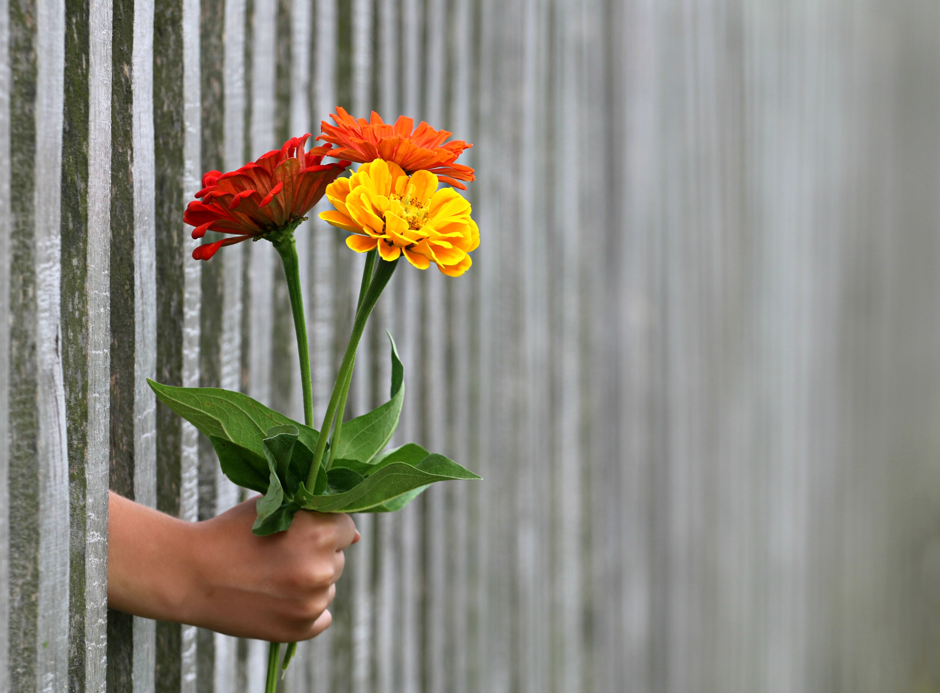 Blumen durch Gitter